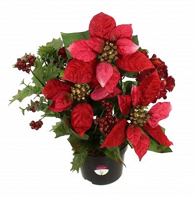 Poinsettia Mirabel in a cachepot