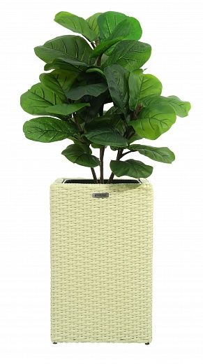 Ficus Lirata Alto cachepot Dekollete Rattan Cube 50