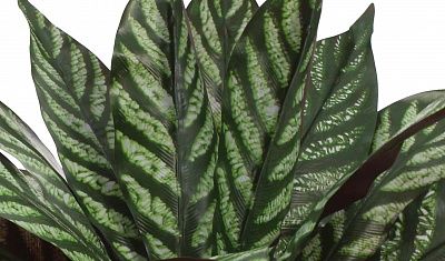 Alocasia Lefara cachepot Dekollete Clasico 19