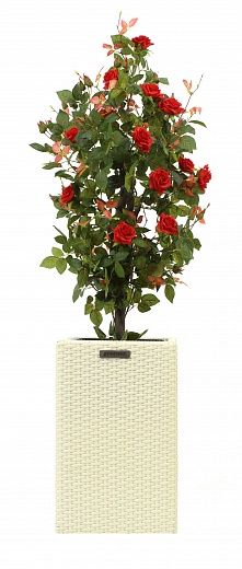 Rose Michel cachepot Dekollete Rattan Cube 50