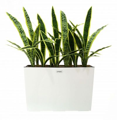 Sansevieria Gurun Dose Cachepot Dekollete 37