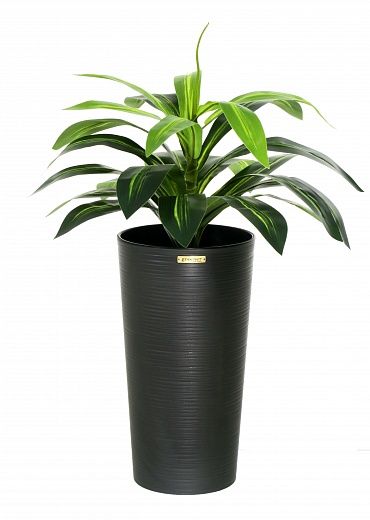 Dracaena orli cachepot Dekollete Serso 46