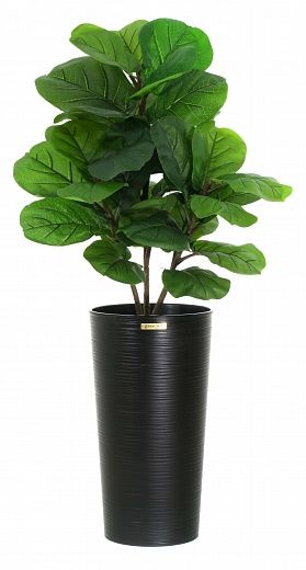 Ficus Lirata Alto cachepot Dekollete Serso 46