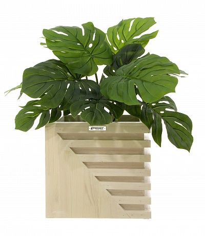 Monstera Moran Duo cachepot Dekollete Stream