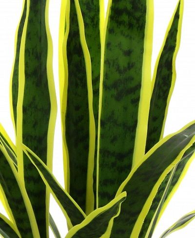 Sansevieria Gurun Cinco