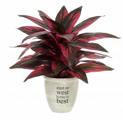 Calathea Sant