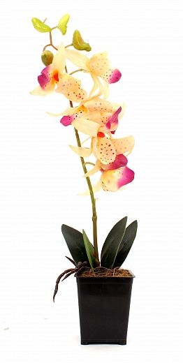 Phalaenopsis orchid Attan