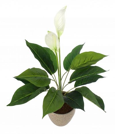 Spathiphyllum Venti