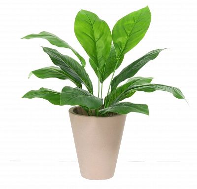 Hosta Taglia cachepot Dekollete Concrete 17