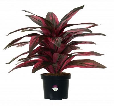 Calathea Sant