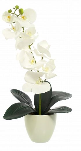 Orchid Meli planter Dekollete 12