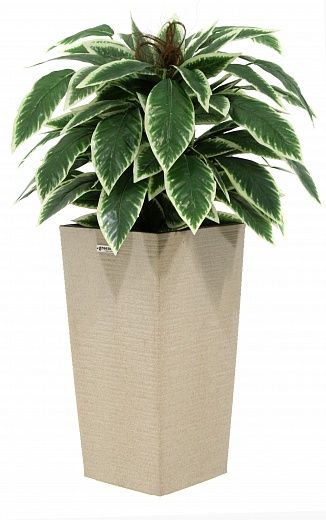 Croton Claire Cachepot Dekollete Kuno 46 Eco