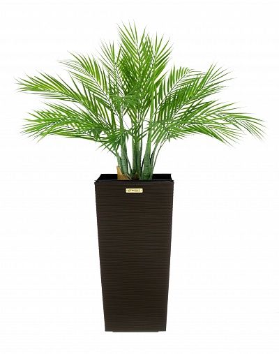 Palm Pichino Fitta Cachepot Dekollete Kuno 46 Echo