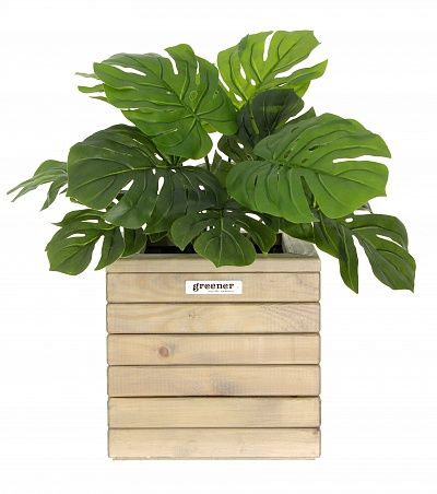 Monstera Moran Duo cachepot Dekollete Roca Cube 30