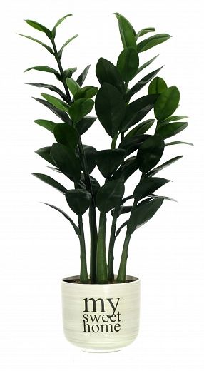 Zamioculcas Cargon Cinco