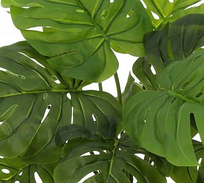 Monstera Moran Duo