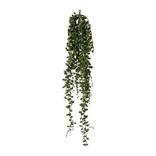 Crested (Senecio) L88 cm green