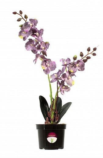 Phalaenopsis orchid Seattle