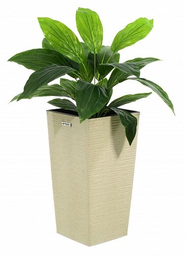 Hosta Selena cachepot Dekollete Kuno 46 Eco