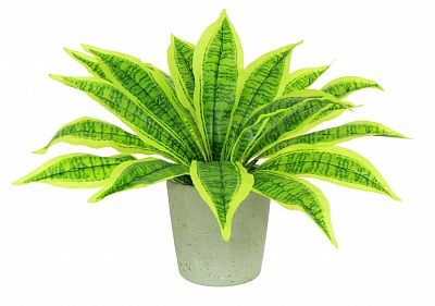 Dracaena Tiger cachepot Dekollete Concrete 17