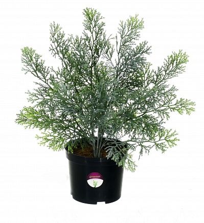 Cypress Latengo in a cachepot