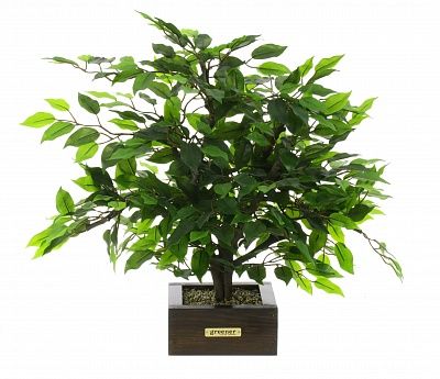 Bonsai ficus Saba style Chokkan