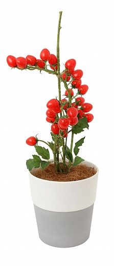 Composition Tomato Cherry Cachepot Dekollete Bort 22