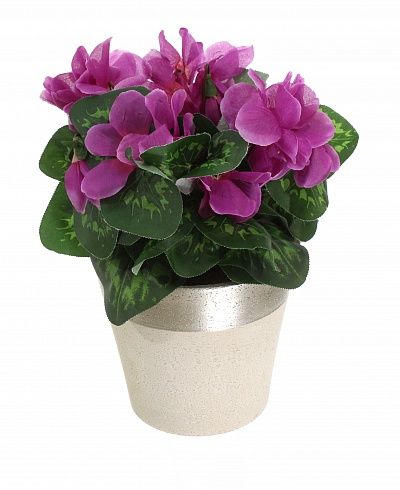 Cyclamen Rhodis Cachepot Dekollete Concrete 17