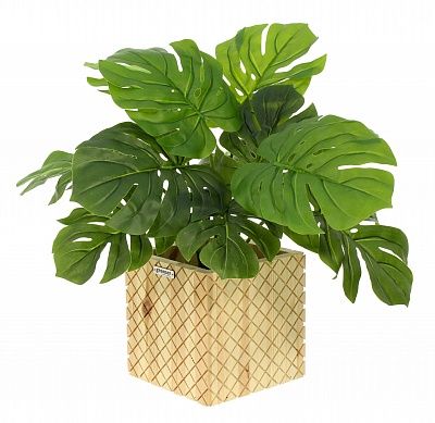 Monstera Moran Duo Cachepot Dekollete Gurido 20 color