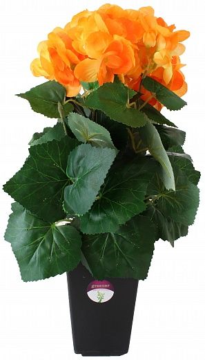 Begonia Lopri