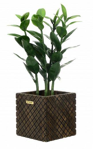 Zamioculcas Cargon Quatro Cachepot Dekollete Gurido 20