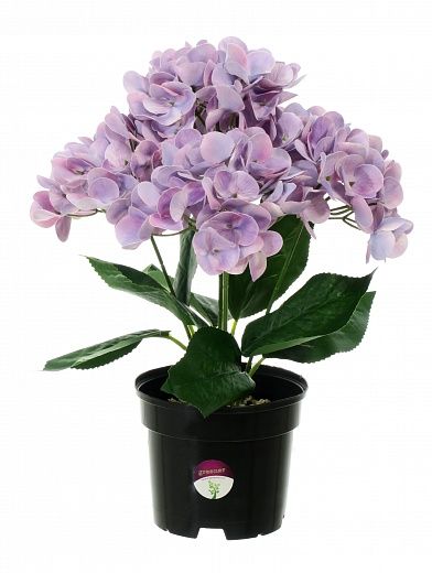 Hydrangea Sati Laksheri pot 13