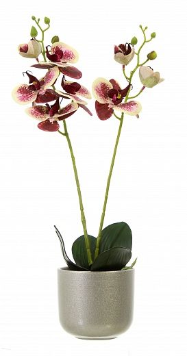 Orchid Phalaenopsis Camira cachepot Dekollete Silver