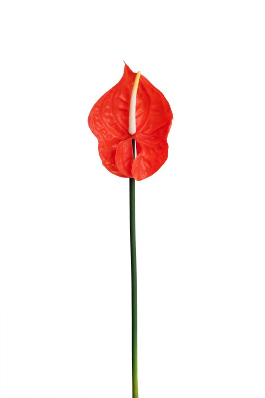 Anthurium