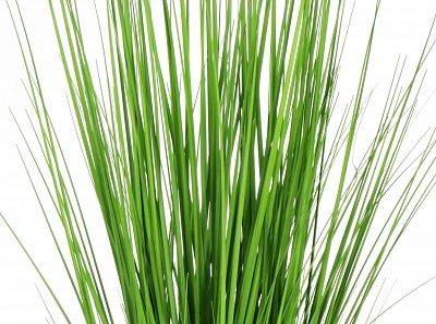 Sedge Carisa