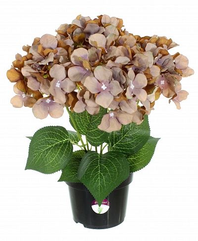 Hydrangea Satie in a cachepot