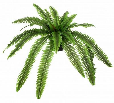 Nephrolepis Kerema cachepot fern available to order 6 pieces