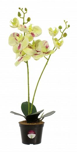 Orchid Phalaenopsis Camira