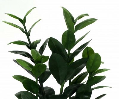 Zamioculcas Cargon Cinco