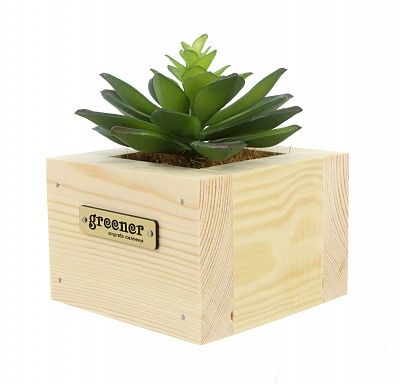 Echiveria Mehi Cashpot Dekollete Wood