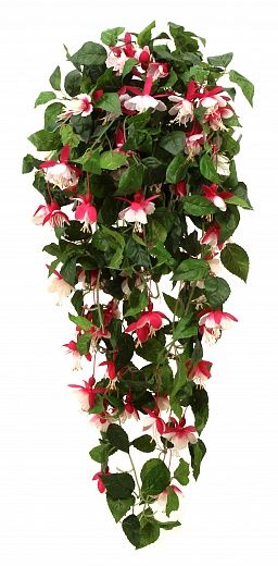 Fuchsia Daima