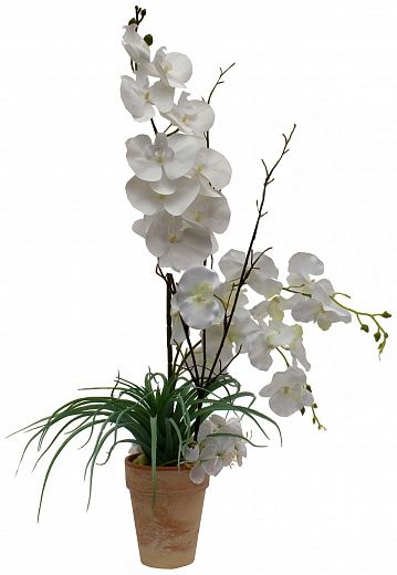 Meita Orchid