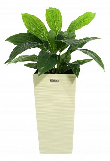 Hosta Selena cachepot Dekollete Kuno 46