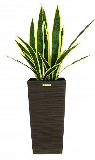 Sansevieria Gurun Cinco Cachepot Dekollete Kuno 46 Echo