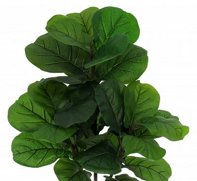 Ficus Lirata Alto cachepot Dekollete Chess 30 color