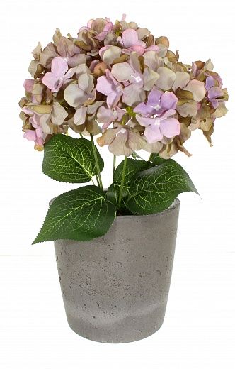 Hydrangea Satie cachepot Dekollete Concrete 17