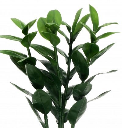 Zamioculcas Cargon Quattro