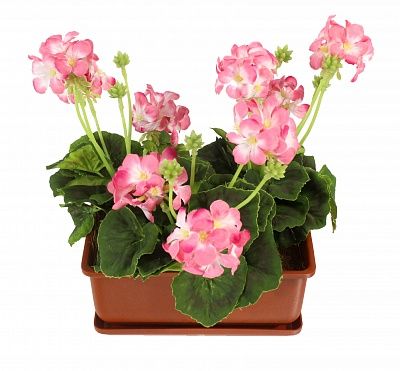 Geranium Asti cachepot Dekollete Bonsai