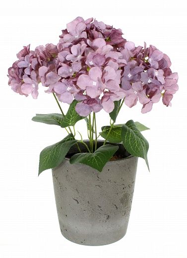 Hydrangea Satie cachepot Dekollete Concrete 17