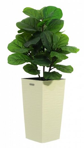 Ficus Lirata Alto cachepot Dekollete Kuno 46 Eco